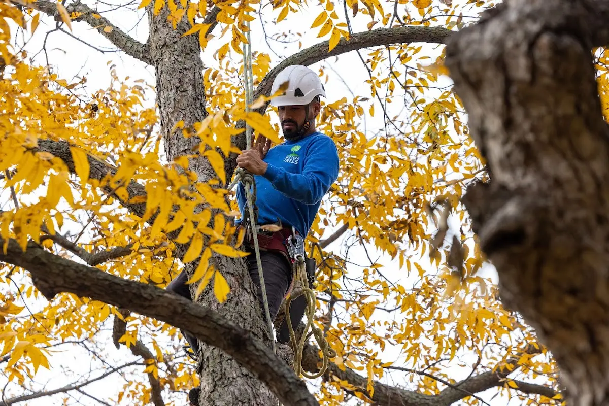Skilled Tree Planting crew working in Caldwell